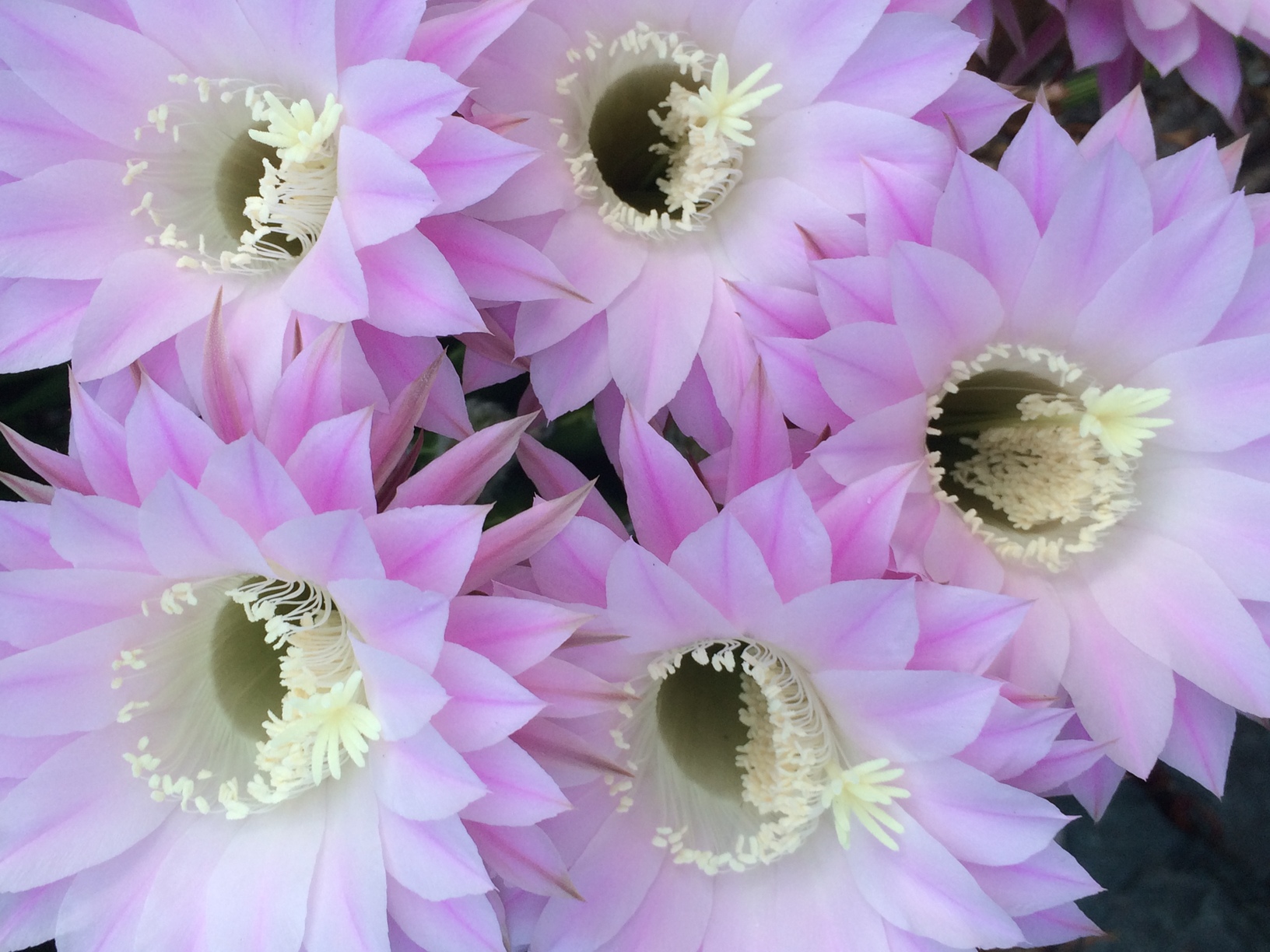 flower50.jpg